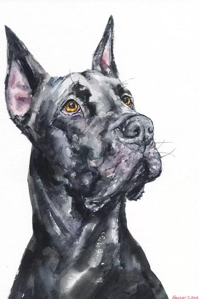 Great Danes: Black Great Dane by George Dyachenko