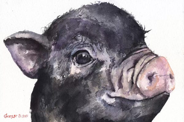 Black Piggy