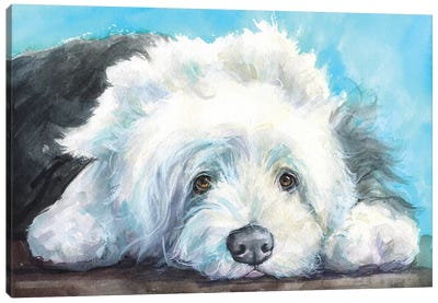 English Shepherd Old Dog Canvas Art Print - Mutts