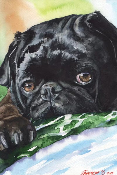 Pugs: Black Pug by George Dyachenko