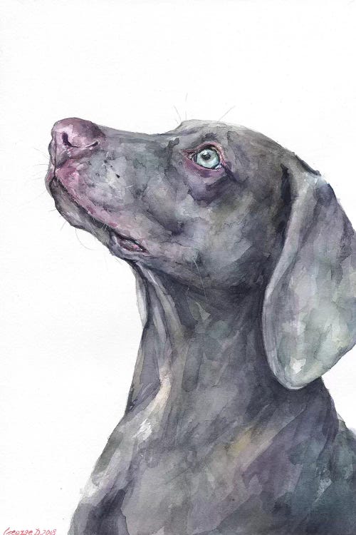 Weimaraner