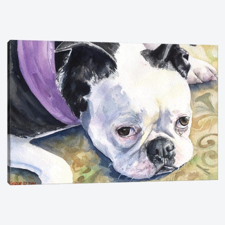 Boston Terrier Canvas Print #GDY17} by George Dyachenko Canvas Art Print