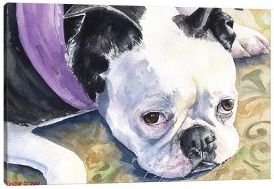 Boston Terrier Canvas Art Print - George Dyachenko