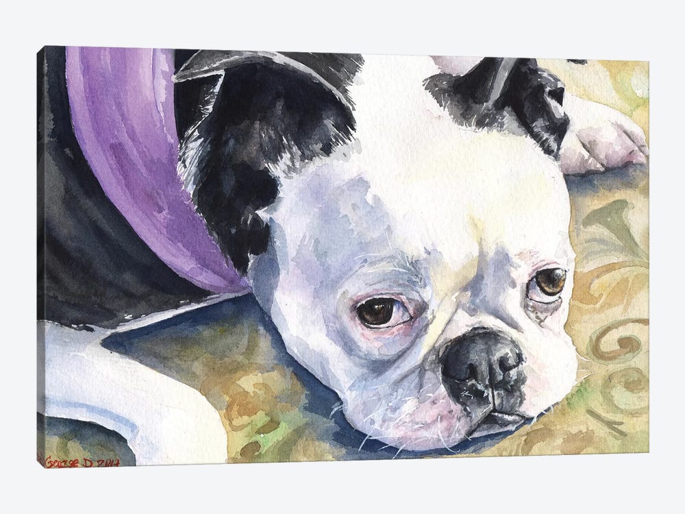 Boston Terrier by George Dyachenko 1-piece Canvas Artwork