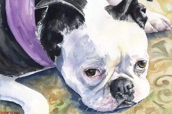 Boston Terriers: Boston Terrier by George Dyachenko