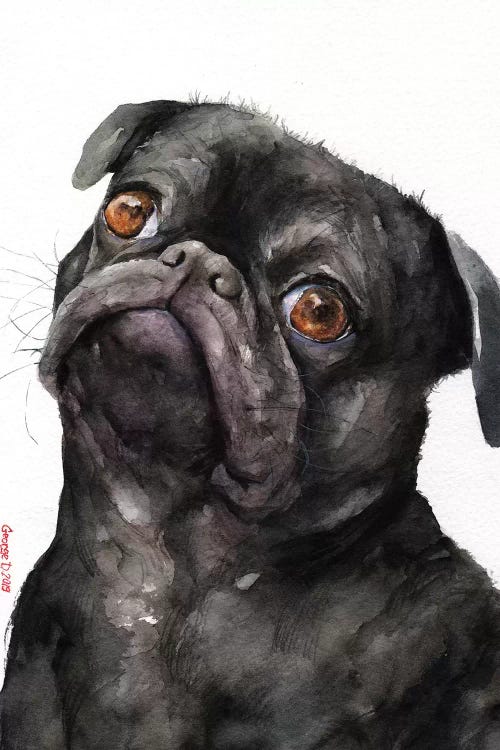 Black Pug