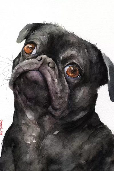 Pugs: Black Pug by George Dyachenko