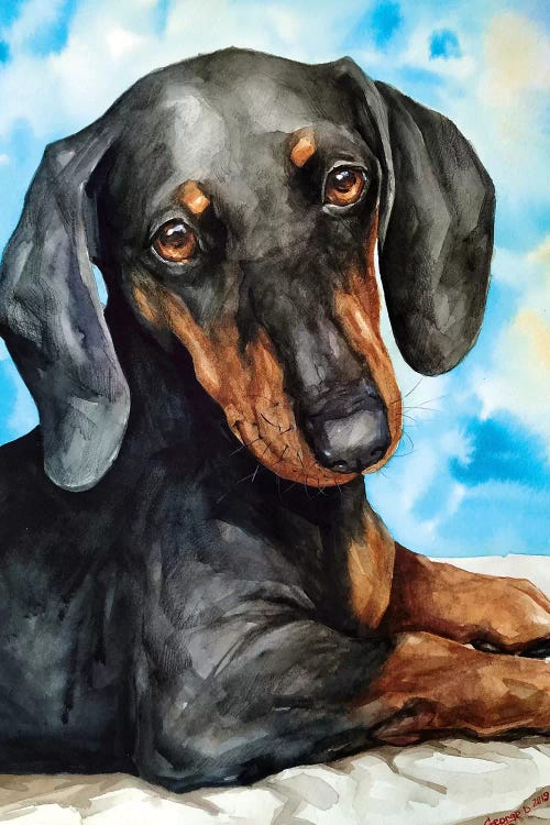 Dachshund