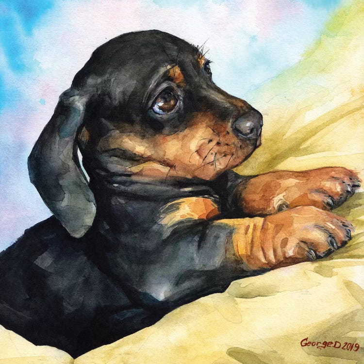 Dachshund Puppy