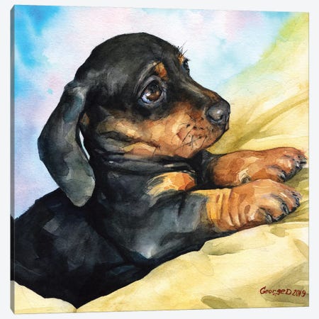 Dachshund Puppy Canvas Print #GDY188} by George Dyachenko Art Print