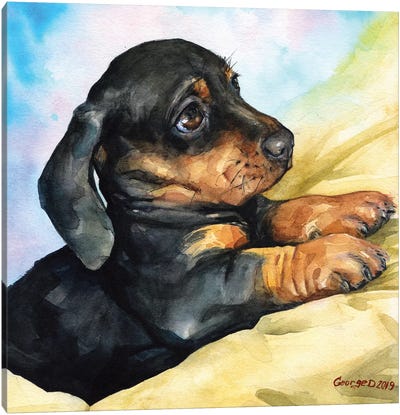 Dachshund Puppy Canvas Art Print - George Dyachenko