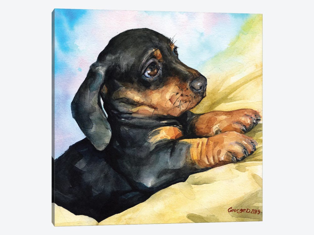 Dachshund Puppy by George Dyachenko 1-piece Canvas Art Print
