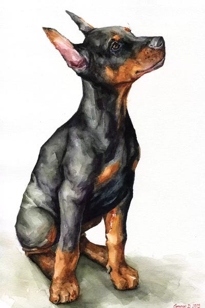 Doberman Pinschers: Doberman Puppy by George Dyachenko