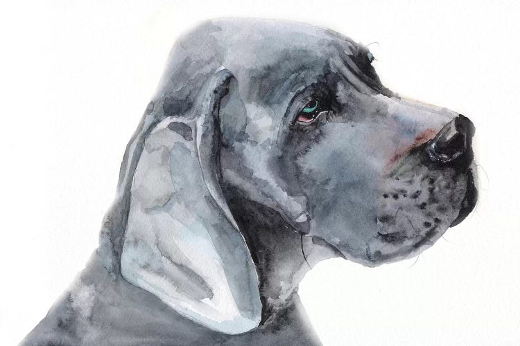 Blue Great Dane