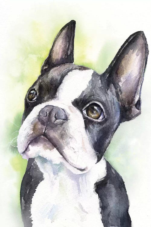 Boston Terrier Puppy