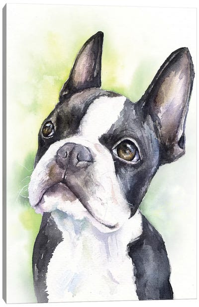 Boston Terrier Puppy Canvas Art Print - Puppy Art