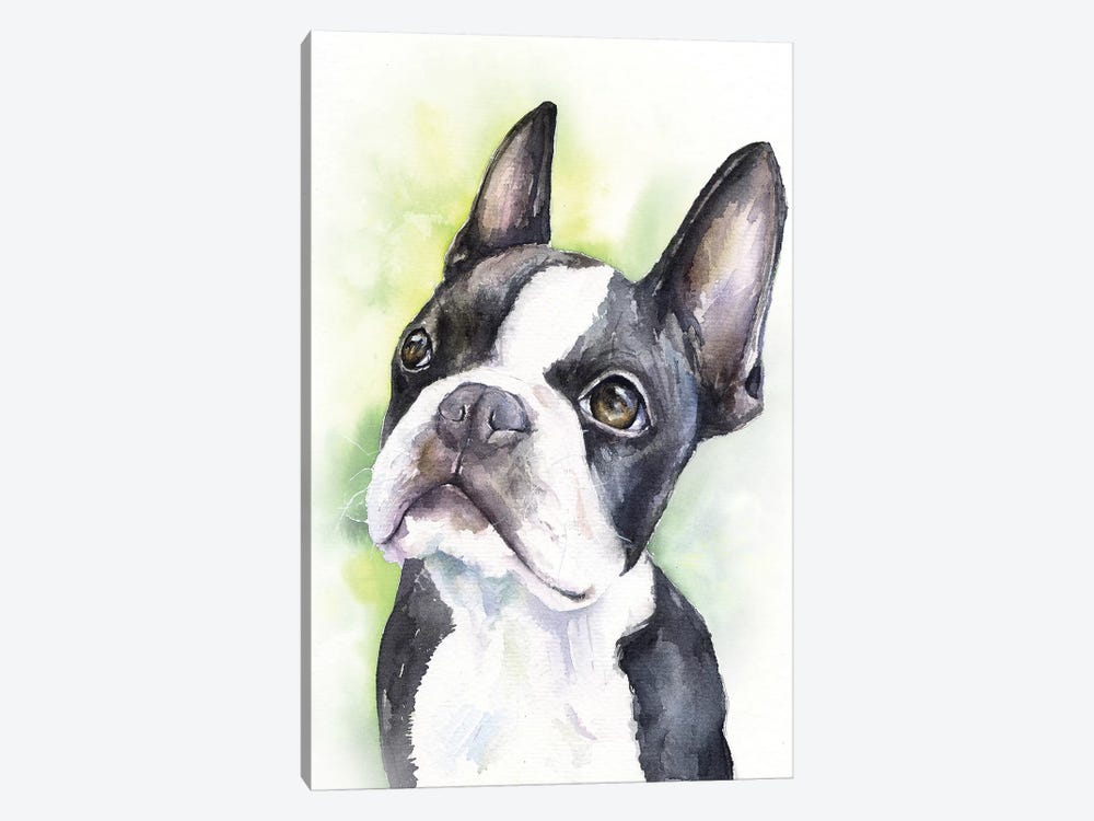 Boston Terrier Puppy by George Dyachenko 1-piece Canvas Art Print