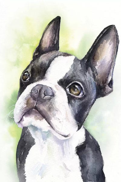 Terriers: Boston Terrier Puppy by George Dyachenko