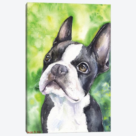 Boston Terrier Portrait Canvas Print #GDY19} by George Dyachenko Canvas Art