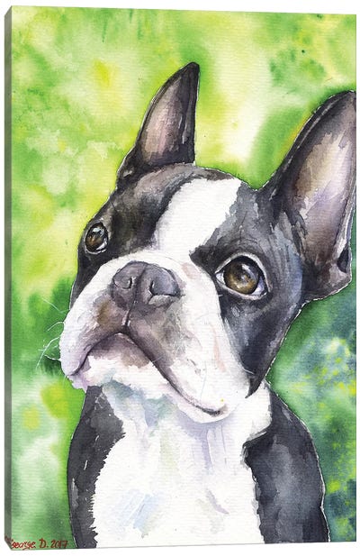 Boston Terrier Portrait Canvas Art Print - George Dyachenko