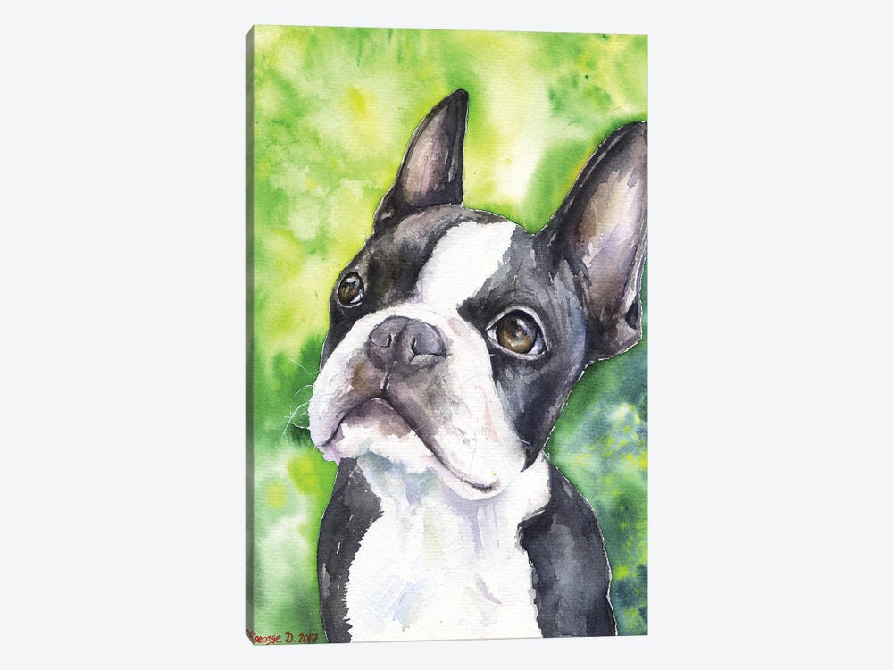 Boston Terrier Portrait by George Dyachenko 1-piece Canvas Art