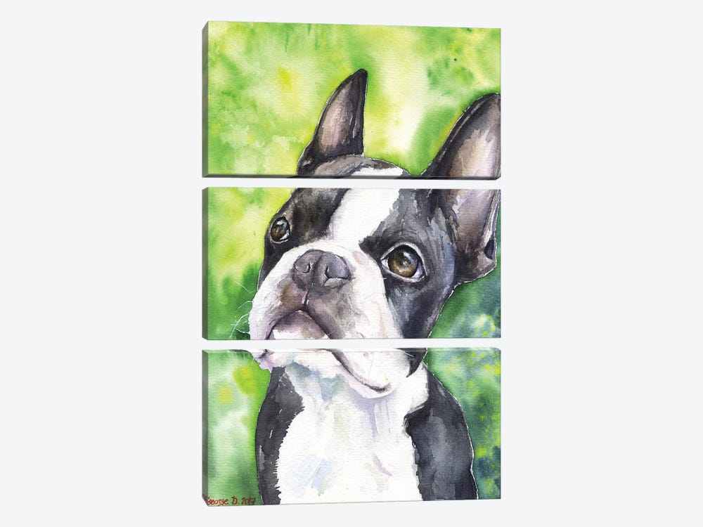 Boston Terrier Portrait by George Dyachenko 3-piece Canvas Artwork