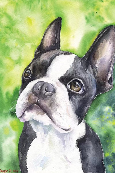 Terriers: Boston Terrier Portrait by George Dyachenko