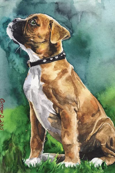 Boxer Puppy I by George Dyachenko acrylic art print