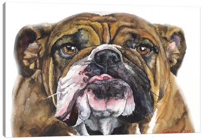 Bulldog II Canvas Art Print - Bulldog Art