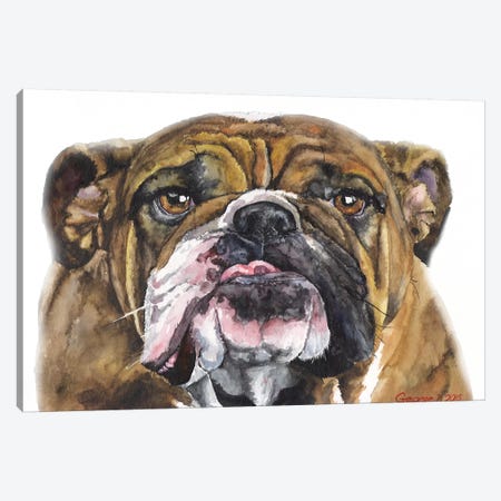 Bulldog II Canvas Print #GDY204} by George Dyachenko Canvas Art Print