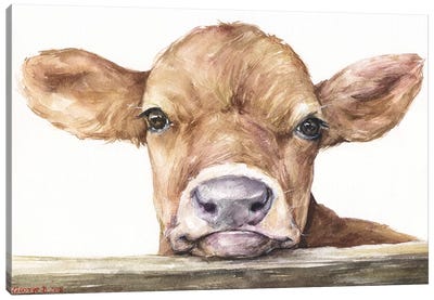 Calf Canvas Art Print - Farm Animal Art