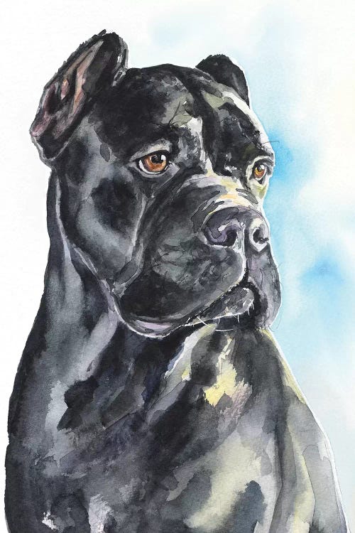 Cane Corso