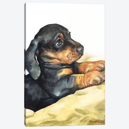 Dachshund Puppy Canvas Print #GDY209} by George Dyachenko Canvas Artwork