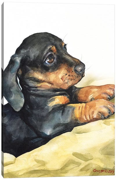 Dachshund Puppy Canvas Art Print - Dachshund Art