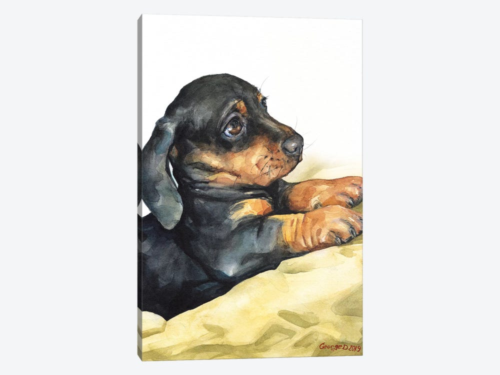 Dachshund Puppy by George Dyachenko 1-piece Canvas Artwork