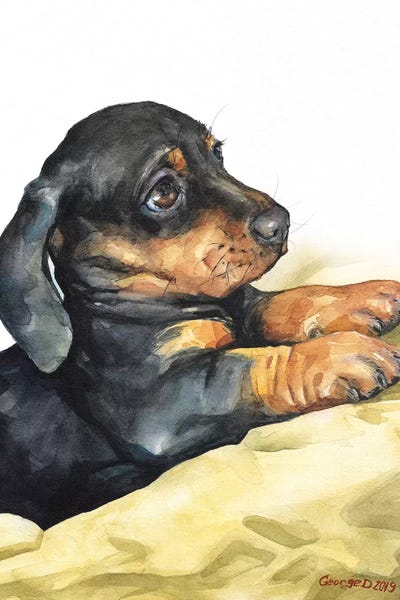 Dachshunds: Dachshund Puppy by George Dyachenko