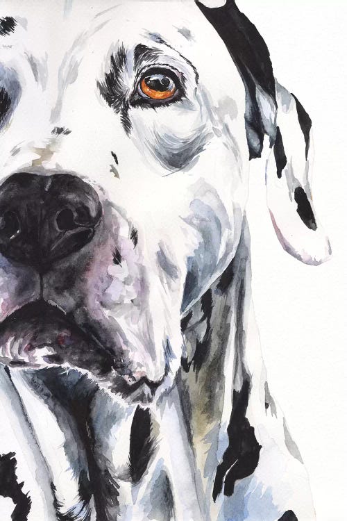 Dalmatian II by George Dyachenko canvas print