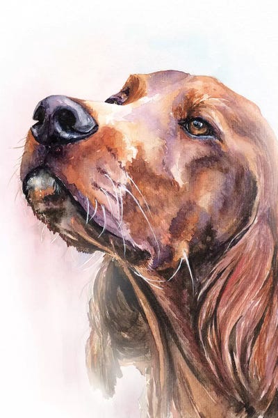 Irish Setter