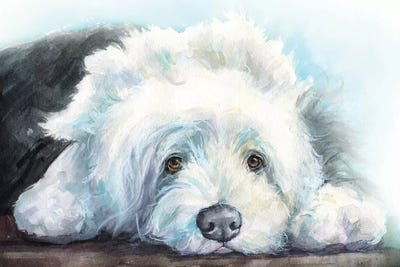 Old English Sheepdogs