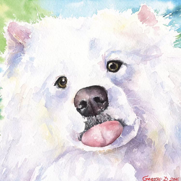 Samoyed