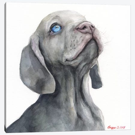 Weimaraner Puppy Canvas Print #GDY233} by George Dyachenko Canvas Art Print