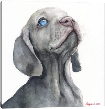 Weimaraner Puppy Canvas Art Print - Weimaraner Art