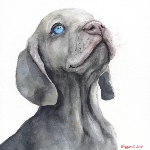 Puppies: Weimaraner Puppy by George Dyachenko