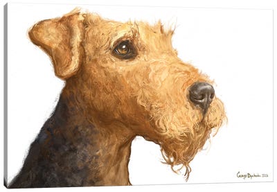 Airedale White Background Canvas Art Print - Airedale Terriers
