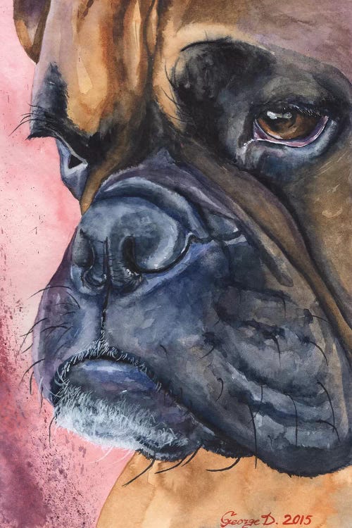 Boxer Portrait