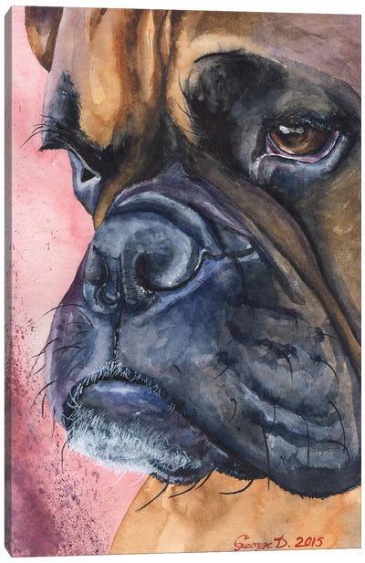 Boxer Portrait Canvas Art Print - Close-up