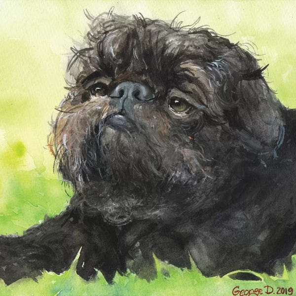 Brussels Griffons: Black Brussel Griffon With Background by George Dyachenko