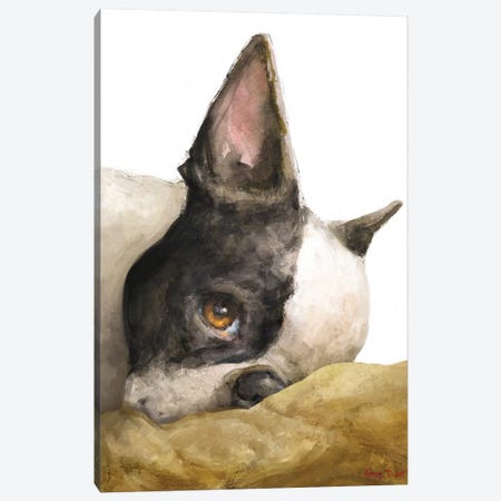 Boston Terrier White Background Canvas Print #GDY244} by George Dyachenko Canvas Print