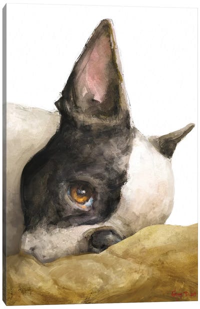 Boston Terrier White Background Canvas Art Print - George Dyachenko