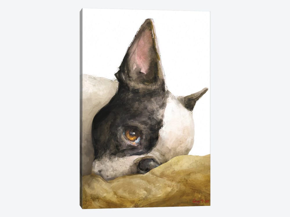 Boston Terrier White Background by George Dyachenko 1-piece Canvas Print